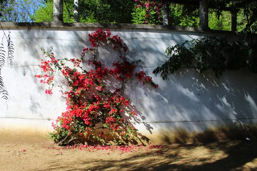 Great bougainvillea along the white wall. Bougainvillea spectabilis. Beja, Portugal.