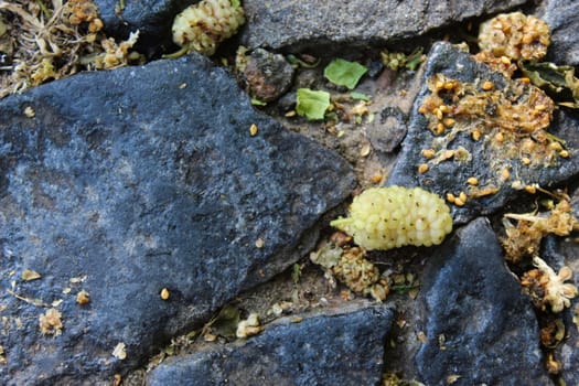 Close up of white mulberry fruit on the ground. Morus alba, white mulberry. Beja, Portugal.