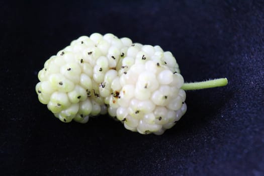 Macro of white mulberry fruit with details. Morus alba, white mulberry. On a black canvas.