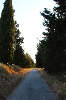 A road that goes straight, and has coniferous trees on the sides. Beja, Portugal.