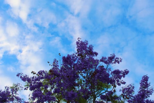 Jacaranda against blue sky with clouds, perfect composition of colors. Beja, Portugal.