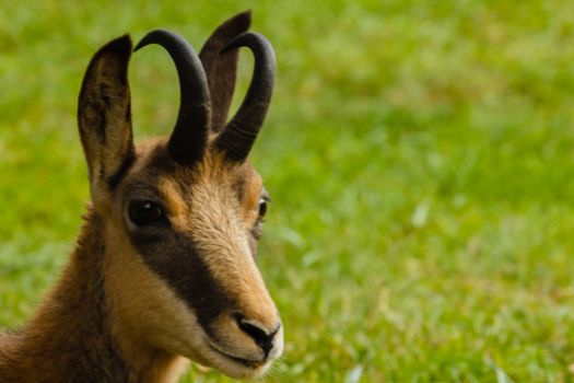 the muzzle of a chamois with horns and the typical mask between the eye and the upper lip