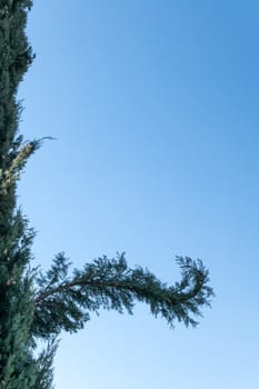 Branch of a tree against blue sky close up