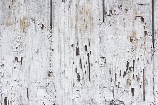 Wooden wall with white paint is severely weathered and peeling