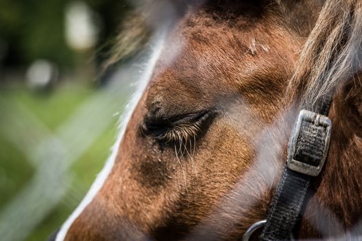 Close up of the muzzle of a horse.