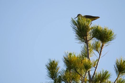 The bird cake sits on top of the pine tree. A bird on a tree.