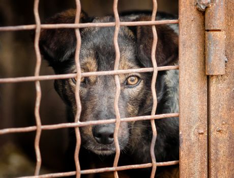 outbred dog in a cage looking at the camera close up portrait
