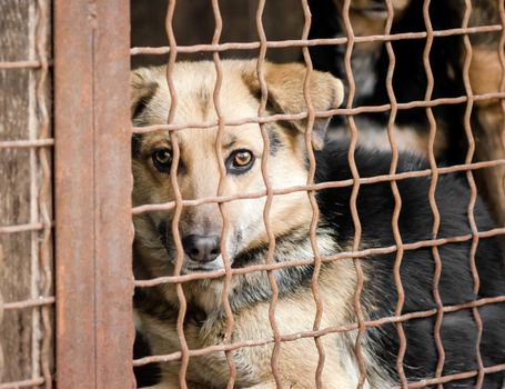 outbred dog in a cage looking at the camera close up portrait