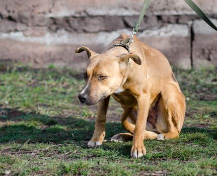 mongrel dog on a leash looks up surprised expectant look close up