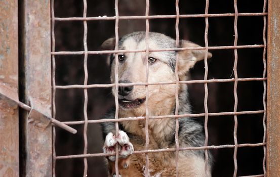 outbred dog in a cage looking at the camera close up portrait
