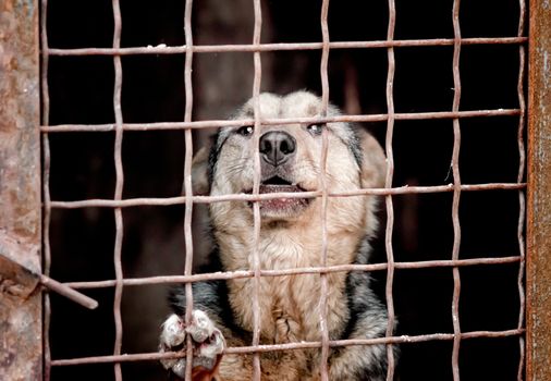 outbred dog in a cage looking at the camera close up portrait