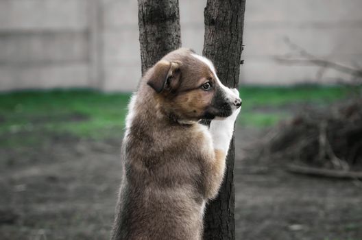 little mongrel puppy stands next to a tree and watches in the village in spring