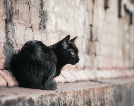 street black cat sits near an old brick house and watches close up