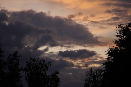 Sky at sunset against the background of birch trees.