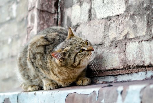 street cat sits on the windowsill of an old brick house and watches close up