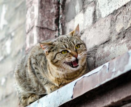 street cat sits on the windowsill of an old brick house and watches close up