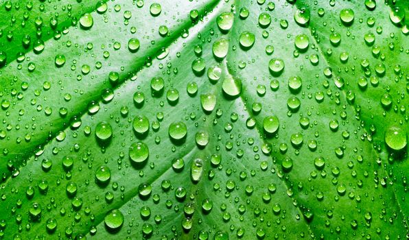 green leaf of a plant with dew drops in detail macro