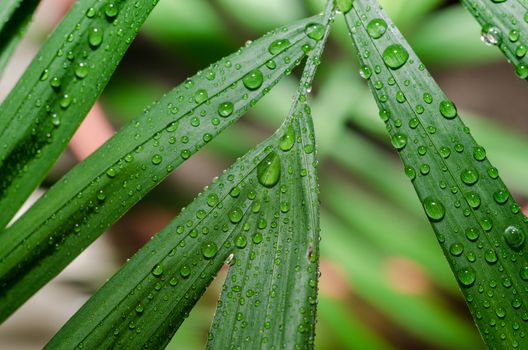 green leaf of a tropical plant with dew drops in detail macro