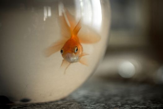 A goldfish confined forever in a bowl.