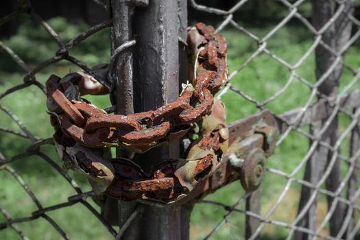 Rusty chain used to close a fence.