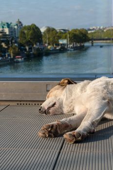 white-red-haired dog calmly sleeps on a foot bridge over the Kura River in Tbilisi Georgia