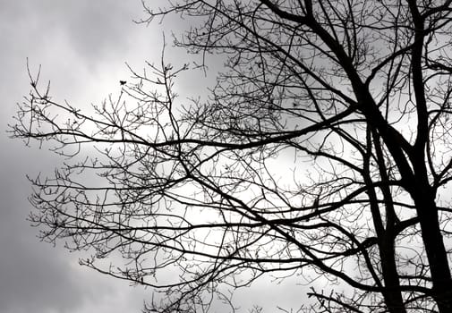 Dry tree branch against cloudy day use as multipurpose natural background.