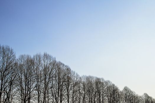 A row of trees in progression, from highest to lowest.