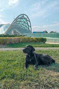 black stray dog on the background of the glass bridge of Peace in city of Tbilisi Georgia