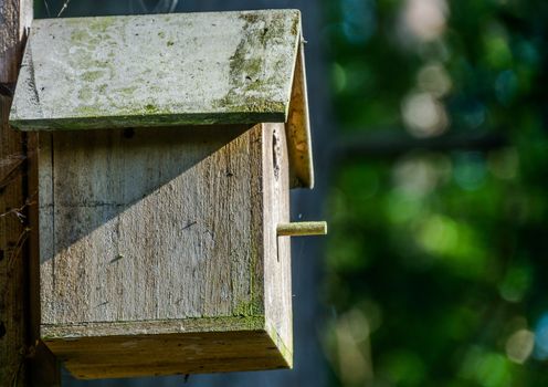 Lateral admission of an aviary of wood, exempt by blurred background, clearance on the right