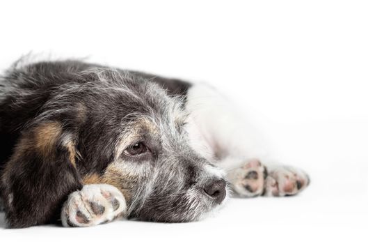 dreaming mongrel puppy on a white background isolated close up