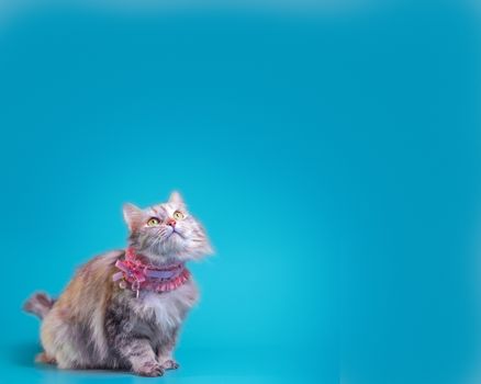 ginger fluffy cat set in a pink collar on a turquoise background