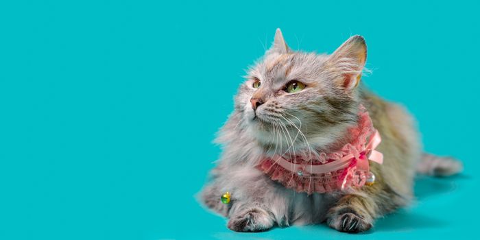 ginger fluffy cat lays in a pink collar on a turquoise background
