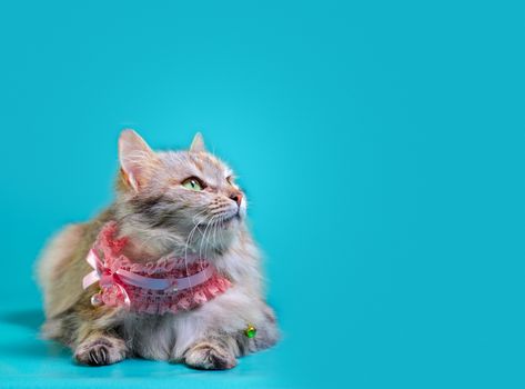 ginger fluffy cat lays in a pink collar on a turquoise background