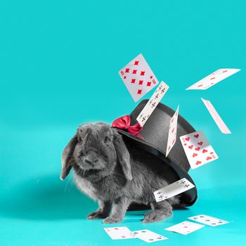 gray dwarf rabbit under a hat with a cylinder and flying cards on a turquoise background