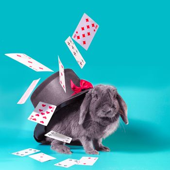 gray dwarf rabbit under a hat with a cylinder and flying cards on a turquoise background