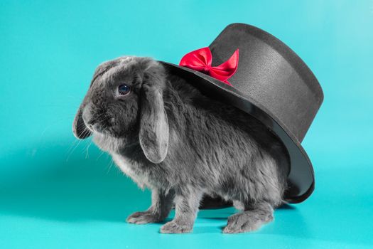gray lop-eared dwarf rabbit next to a black cylinder hat on a turquoise background