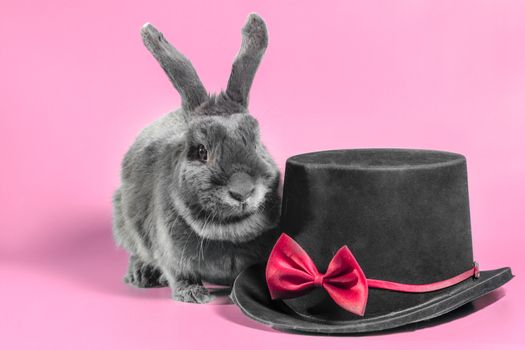 gray lop-eared dwarf rabbit next to a black cylinder hat on a pink background