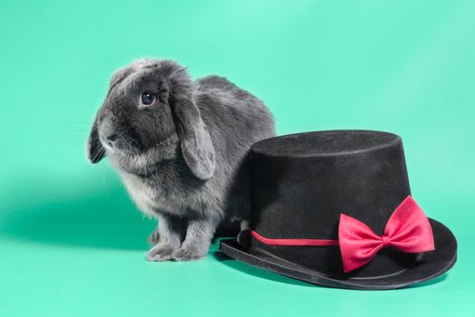 gray lop-eared dwarf rabbit next to a black cylinder hat on a light green background