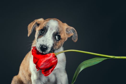 cute piebald puppy keeping in teeth a tulip flower at dark background