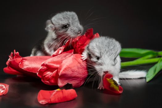 two newborn chinchillas with red tulip buds on a dark background