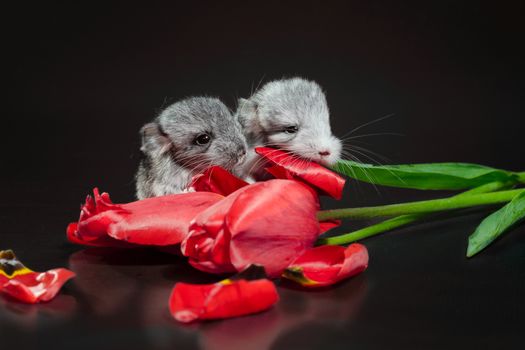 two newborn chinchillas with red tulip buds on a dark background