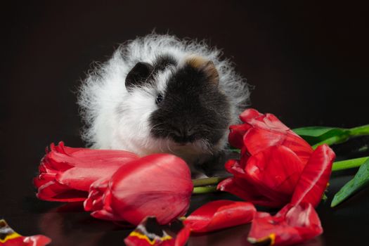 fluffy three-color guinea pig with red tulip flowers against a dark background