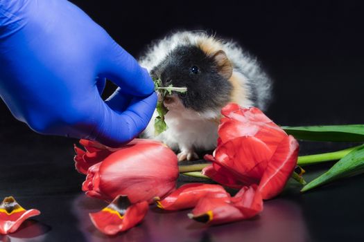 vet hand in blue glove grass feeds fluffy guinea pig with tulip flowers