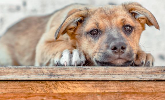 sad red mongrel puppy lays on wooden table