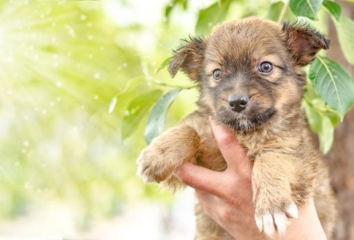 pet care pooch puppy in a female hand on a background of green poplar leaves