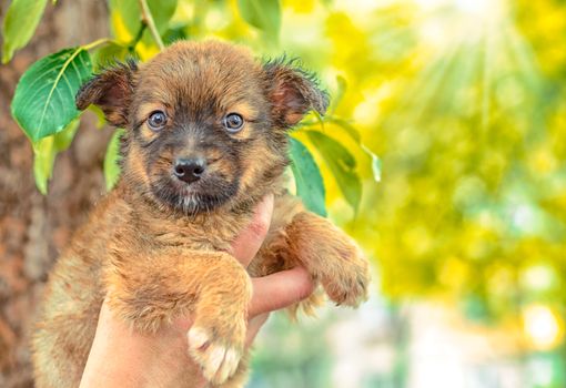 pet care pooch puppy in a female hand on a background of green poplar leaves