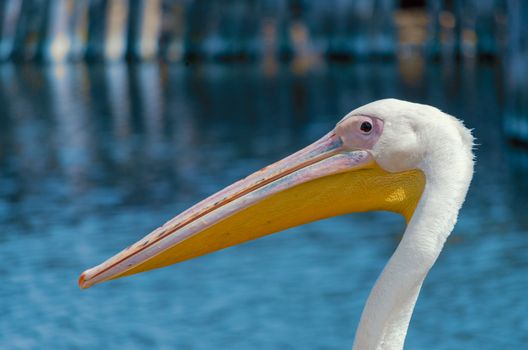 portrait of pink pelican with on a background of pond with blue water