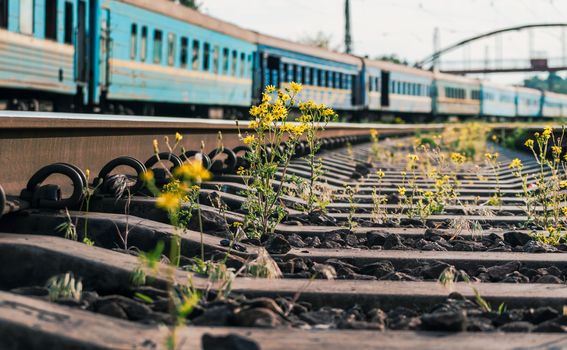 railway with old trains and yellow flowers close up