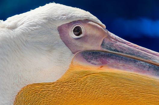 head and beak of a great white pelican close up