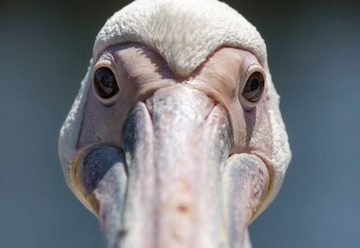 portrait of a large white pelican looking at the camera